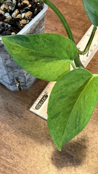 Epipremnum Aureum Carnival