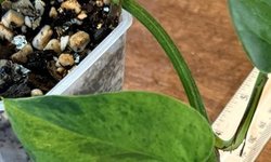 Photo 2 of Epipremnum Aureum Carnival