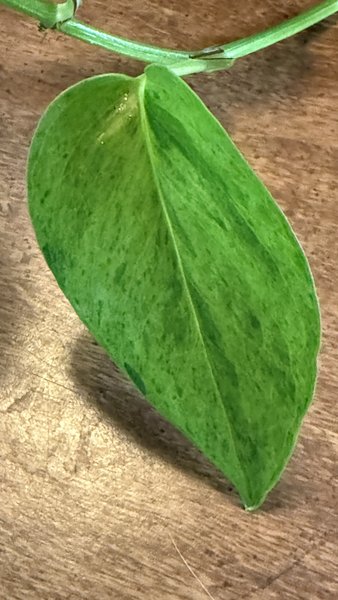 Epipremnum Aureum Carnival