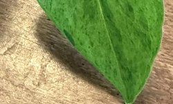 Epipremnum Aureum Carnival
