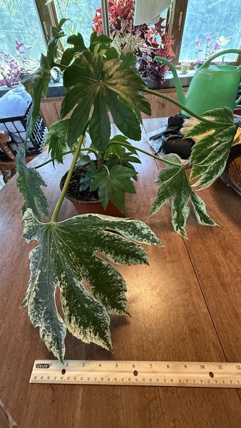 Fatsia japonica 'Spider's Web'