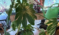 Fatsia japonica 'Spider's Web'