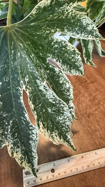 Fatsia japonica 'Spider's Web'