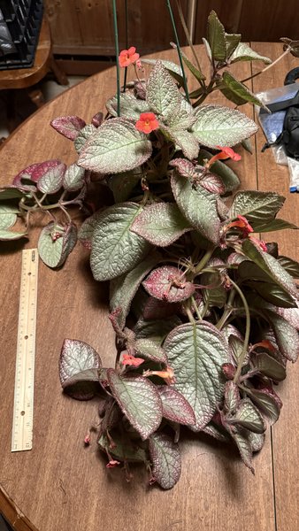 Episcia Sea Foam (Gesneriad)