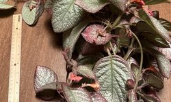 Episcia Sea Foam (Gesneriad)