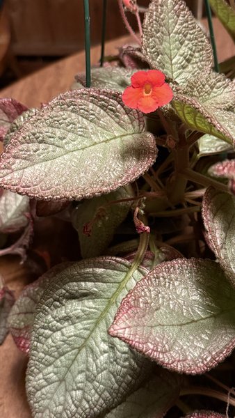 Episcia Sea Foam (Gesneriad)