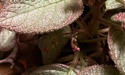 Photo 2 of Episcia Sea Foam (Gesneriad)