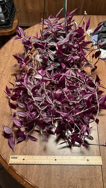Tradescantia Zebrina