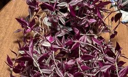 Tradescantia Zebrina