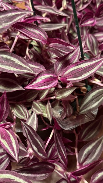 Tradescantia Zebrina