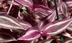 Photo 2 of Tradescantia Zebrina