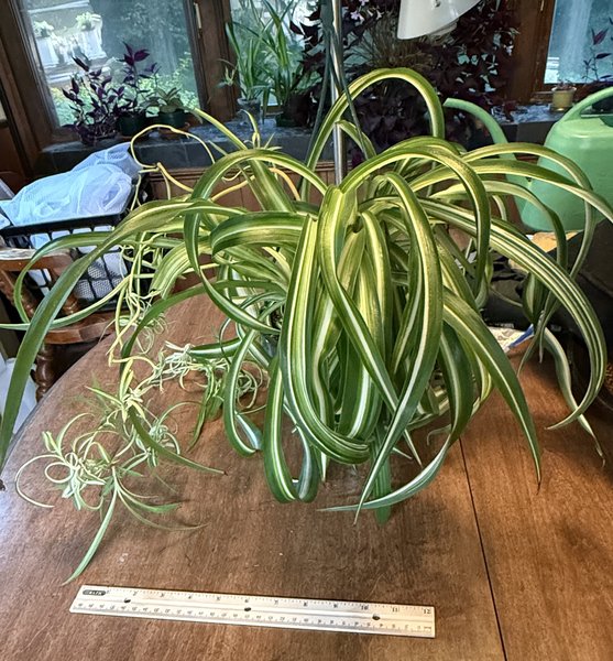 Curly Spider Plant