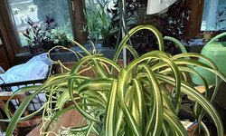 Curly Spider Plant