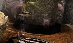 (5) Julidochromis Ornatus