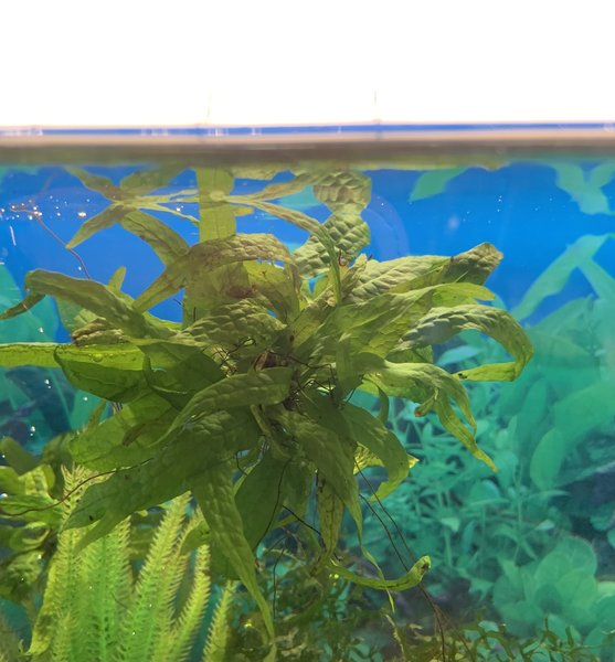 Java Fern