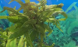 Java Fern