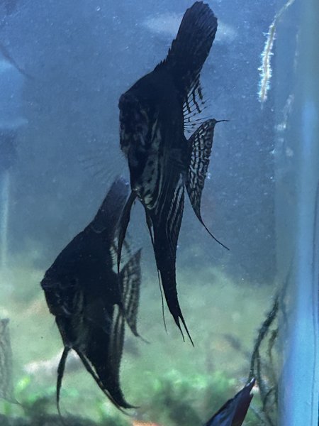 Angelfish