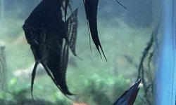 Angelfish