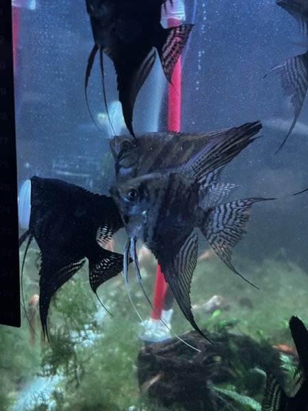 Angelfish