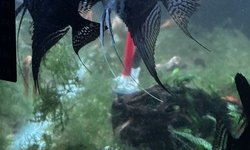 Angelfish