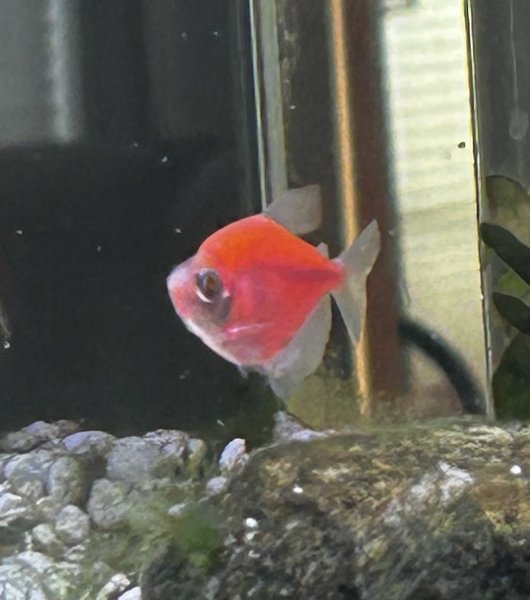 GloFish Skirt Tetra - sunburst orange