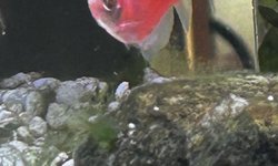 GloFish Skirt Tetra - sunburst orange