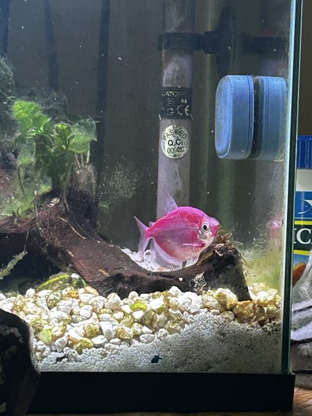 GloFish Skirt Tetra - moonrise pink