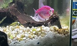 GloFish Skirt Tetra - moonrise pink
