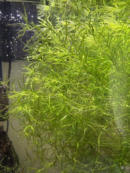 Large Bunch Guppy Grass