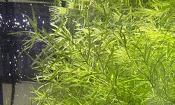 Large Bunch Guppy Grass