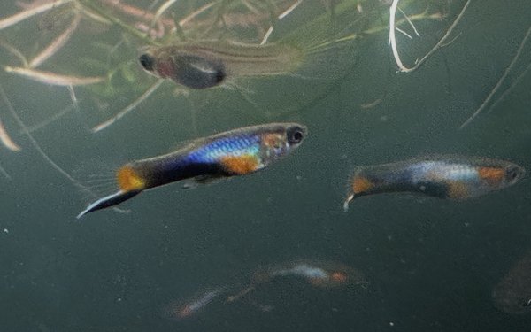 4 pr French Blue Endler