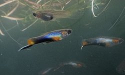 4 pr French Blue Endler