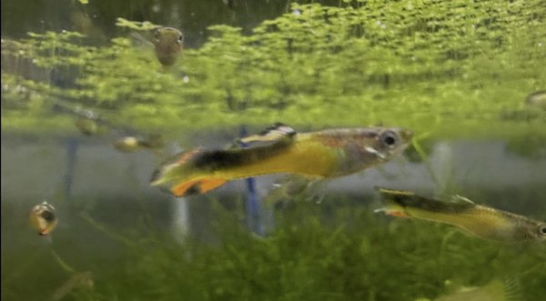 10 +  Saddle Back Endler