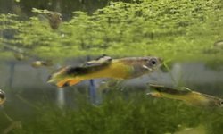 10 +  Saddle Back Endler