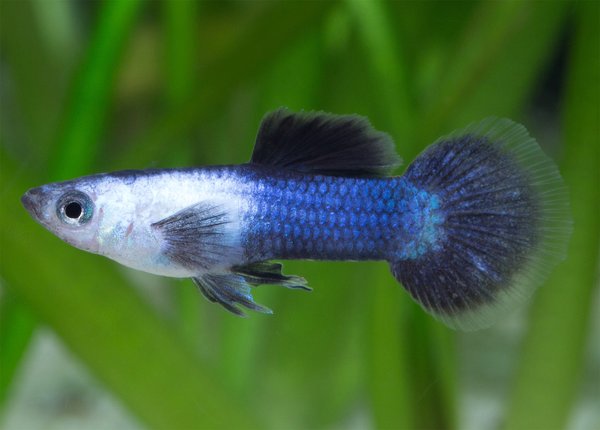Panda Guppy group