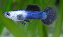 Panda Guppy group