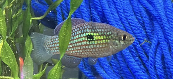 10 Florida Flag Fish