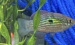 10 Florida Flag Fish