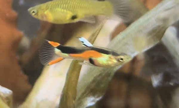 15  Black Bar Endler
