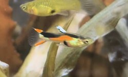 15  Black Bar Endler