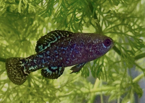 1 pr Pygmy Sunfish Evergladei