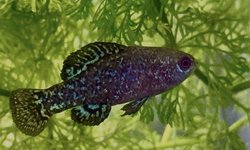 1 pr Pygmy Sunfish Evergladei