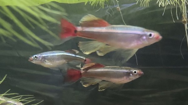 Yellow Tip White Cloud colony