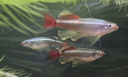 Yellow Tip White Cloud colony