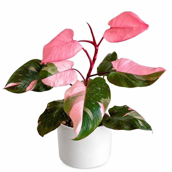 Philodendron Erubenscens “Pink Princess”