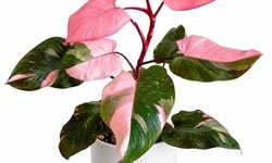 Philodendron Erubenscens “Pink Princess”