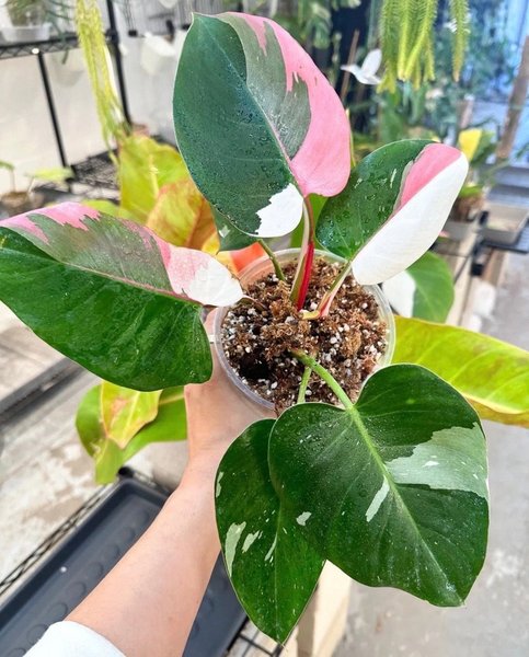 Philodendron Erubescens “White Princess”