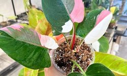 Philodendron Erubescens “White Princess”