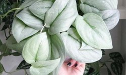 Scindapsus Treubii