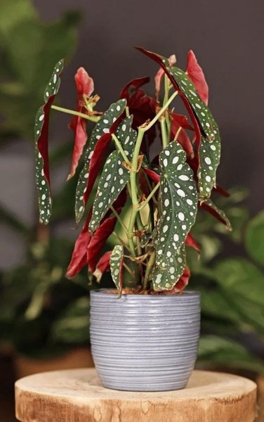 Begonia Maculata